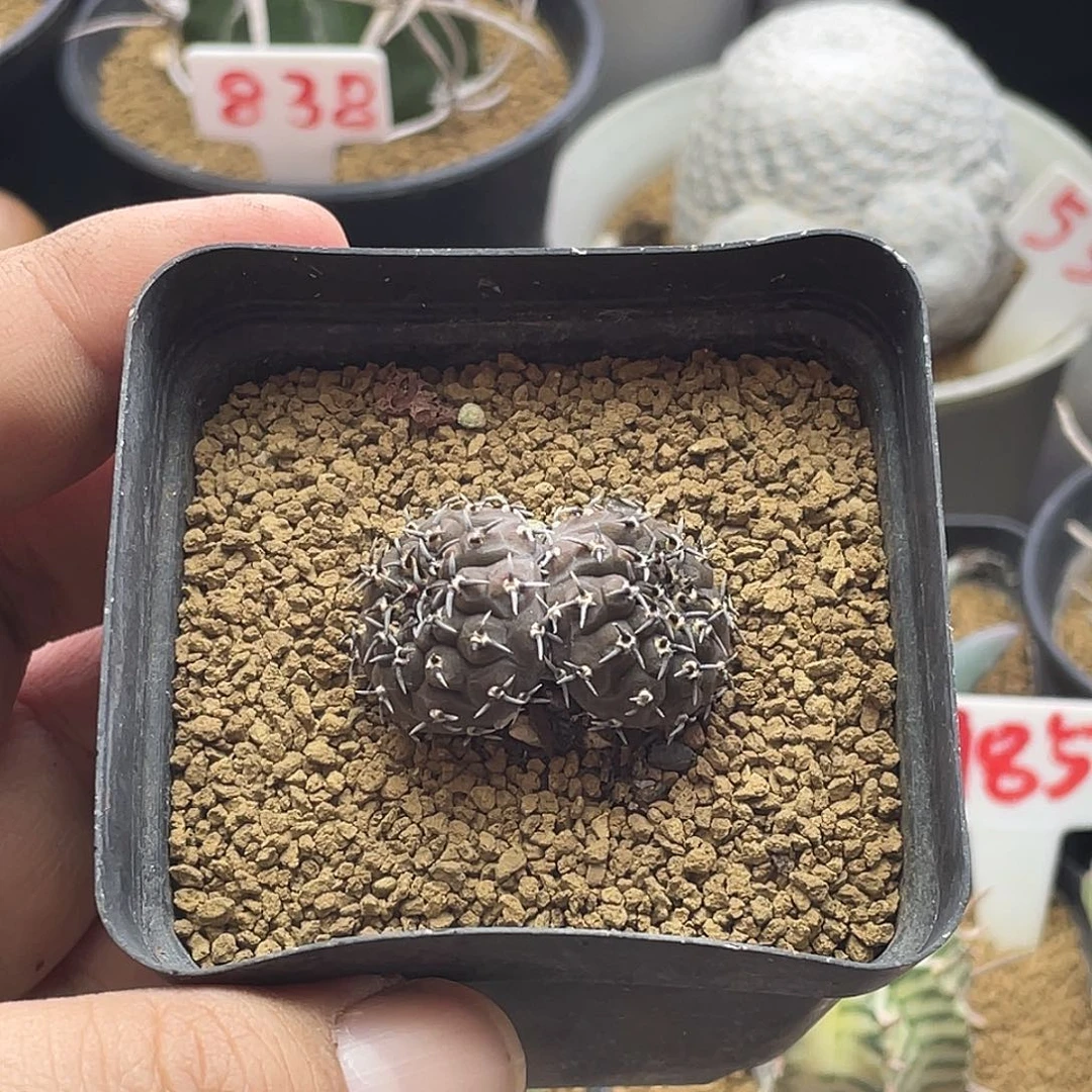 实生双头短豪刺黑刺凤头