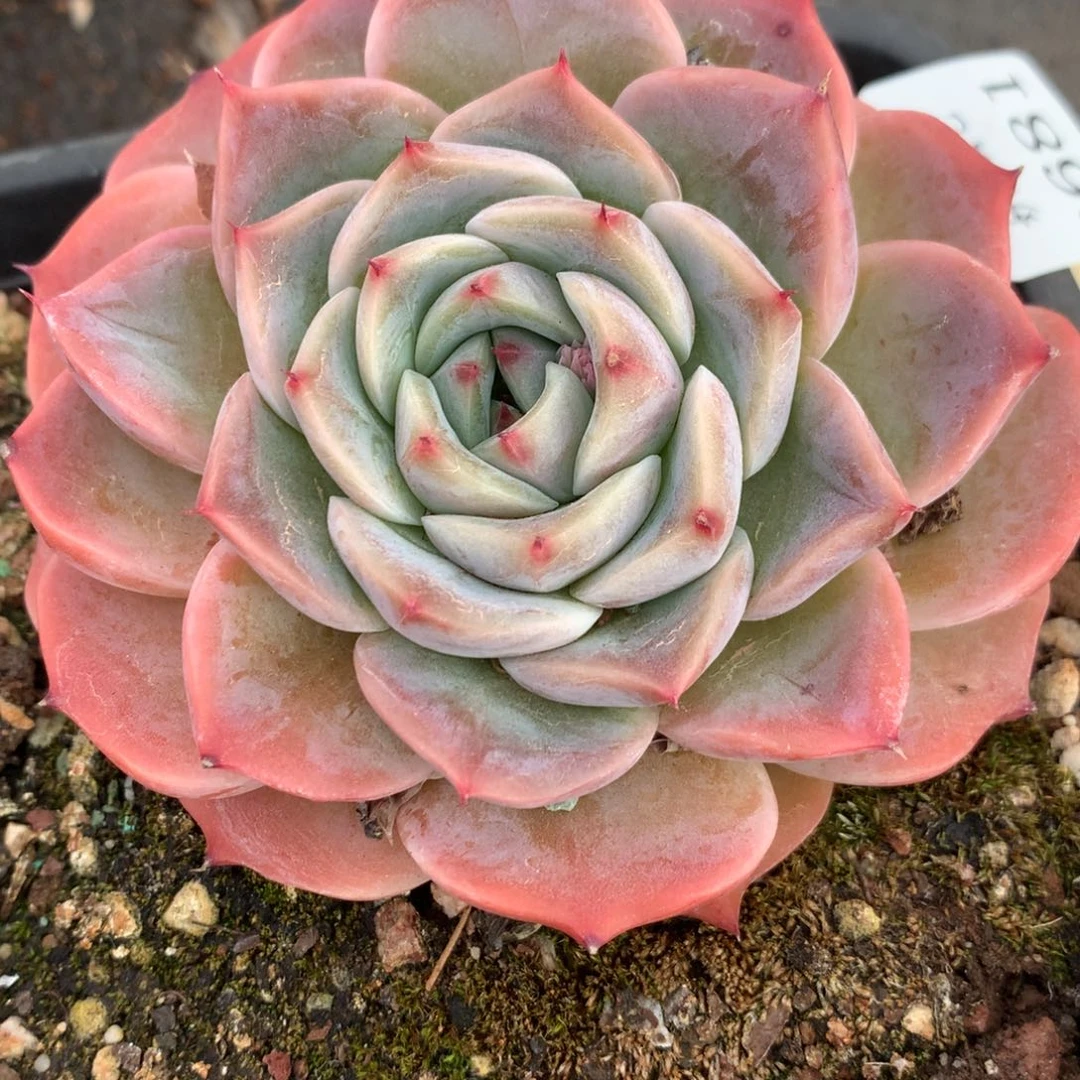 6681杂交多肉植物