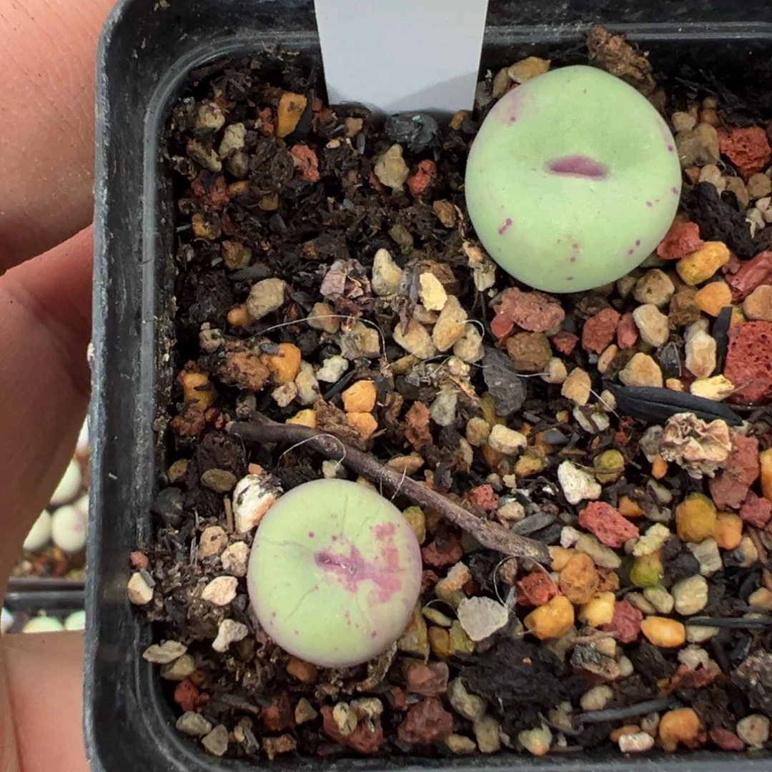 17-151肉锥多肉植物