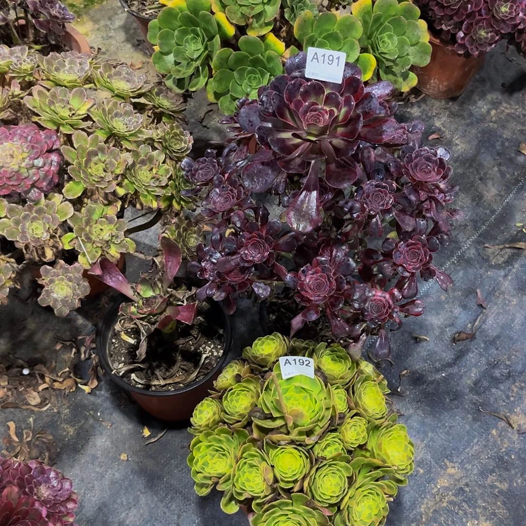 无花朵莉那雨和多肉植物191192