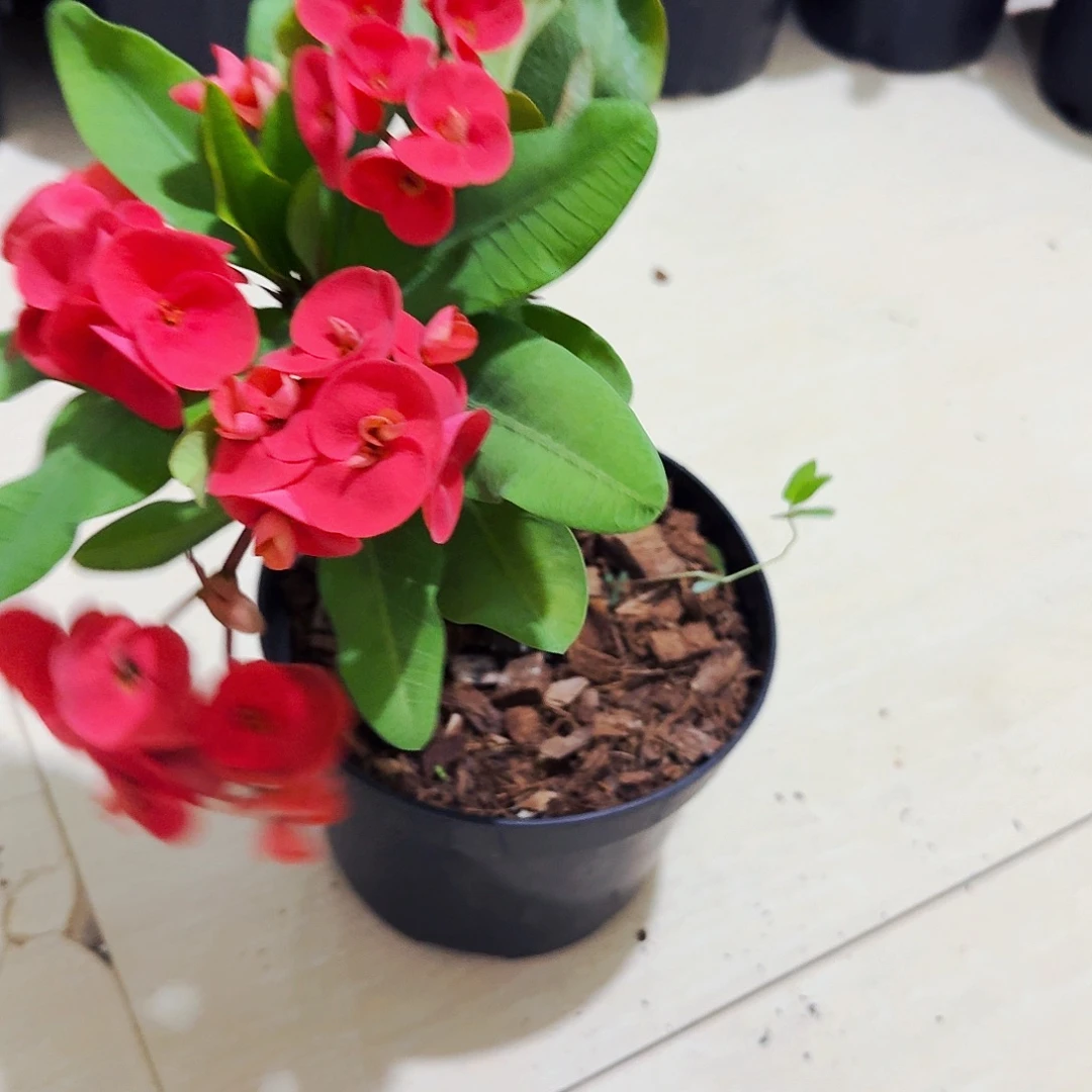 完全开放千万富翁直播间一物一拍