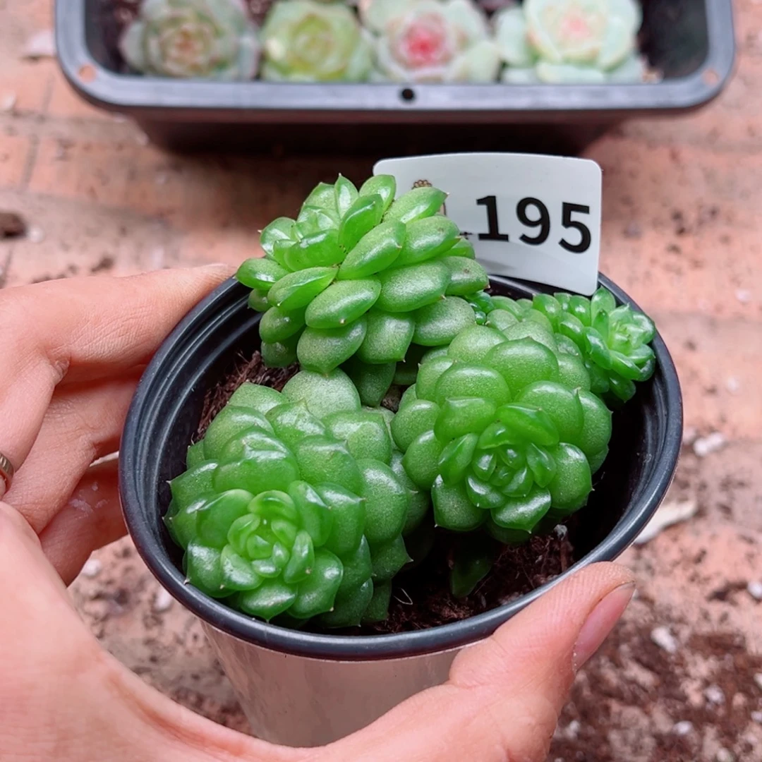 多肉植物多肉植物