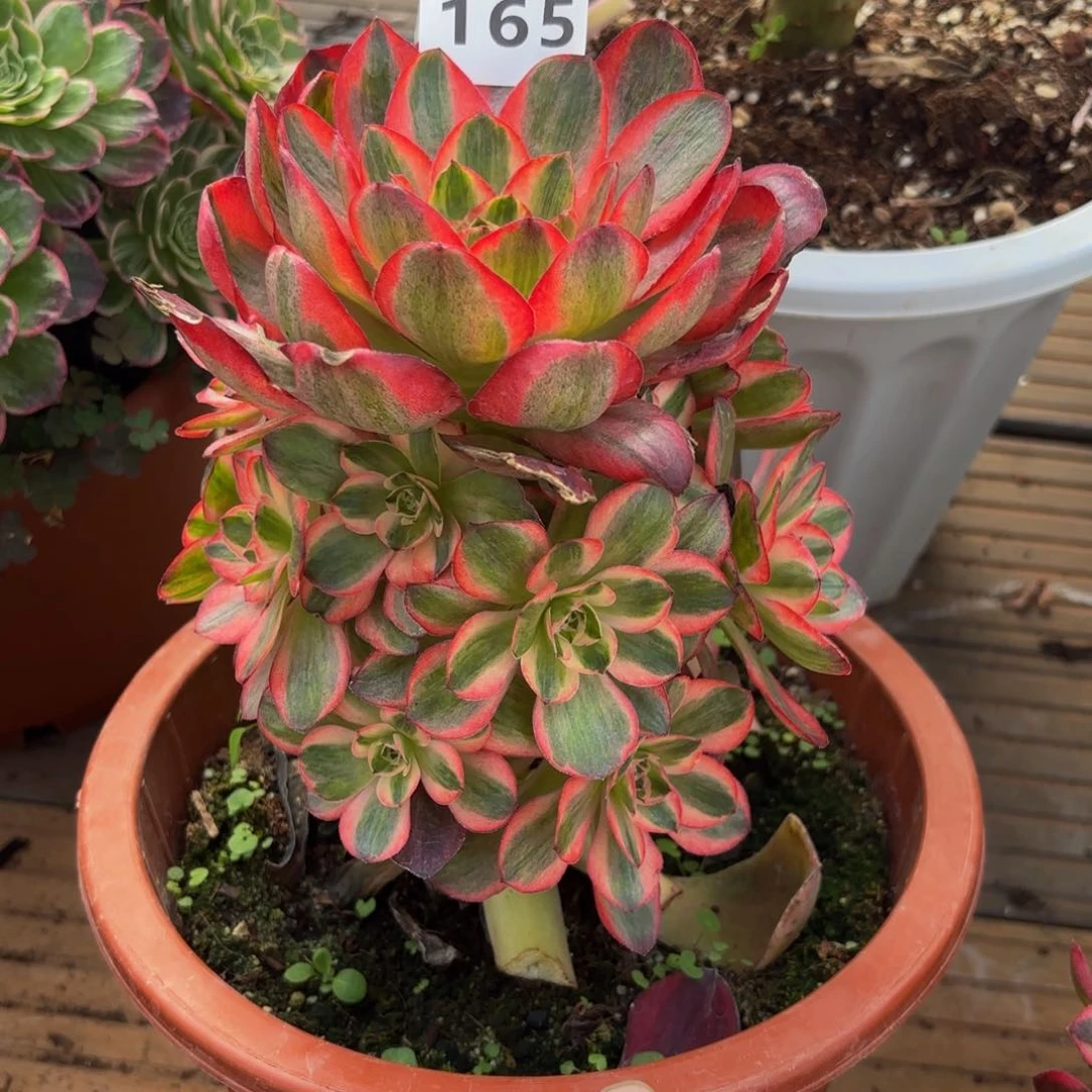 165多肉植物玫金玫瑰锦