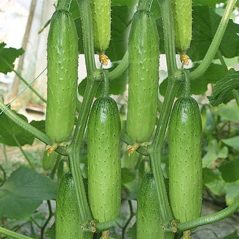 节节瓜种籽 阳台种植庭院盆栽农家小菜园地蔬菜种子