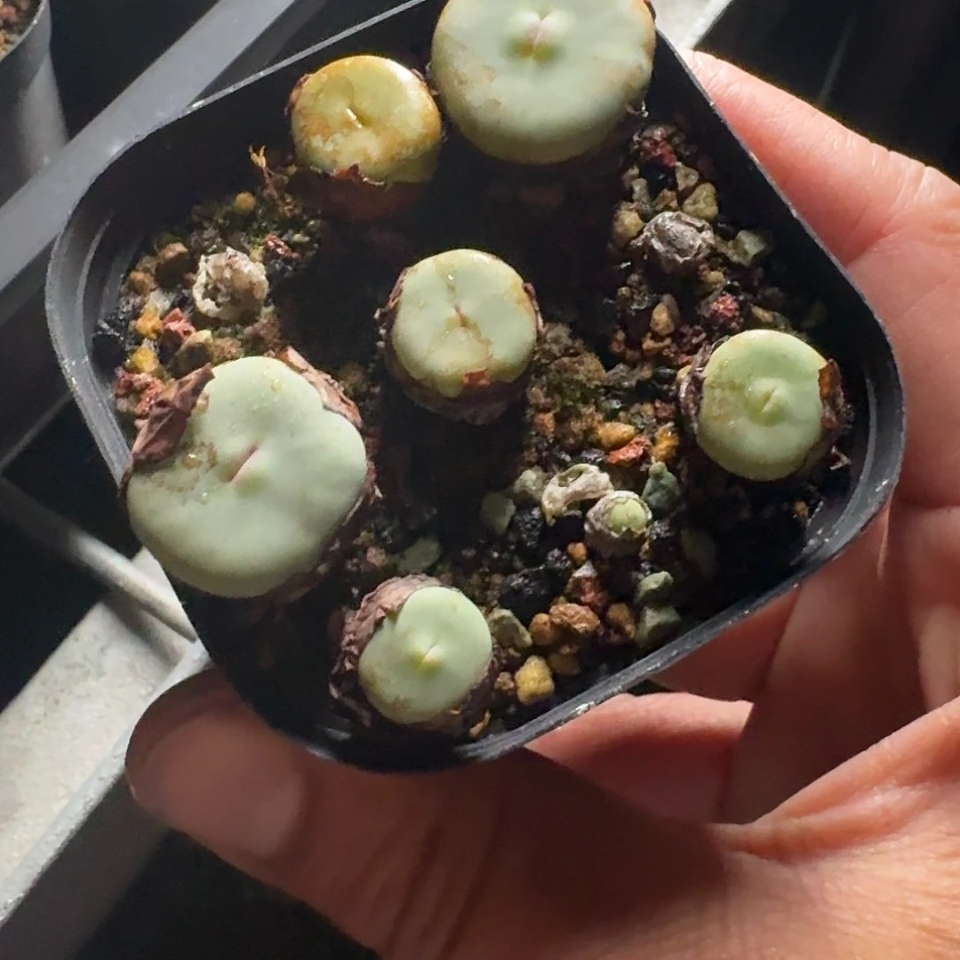 整盆sub嘴一盆脱土