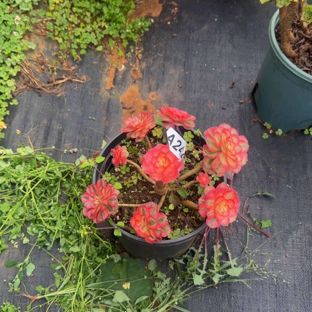 242多肉法师锦1111