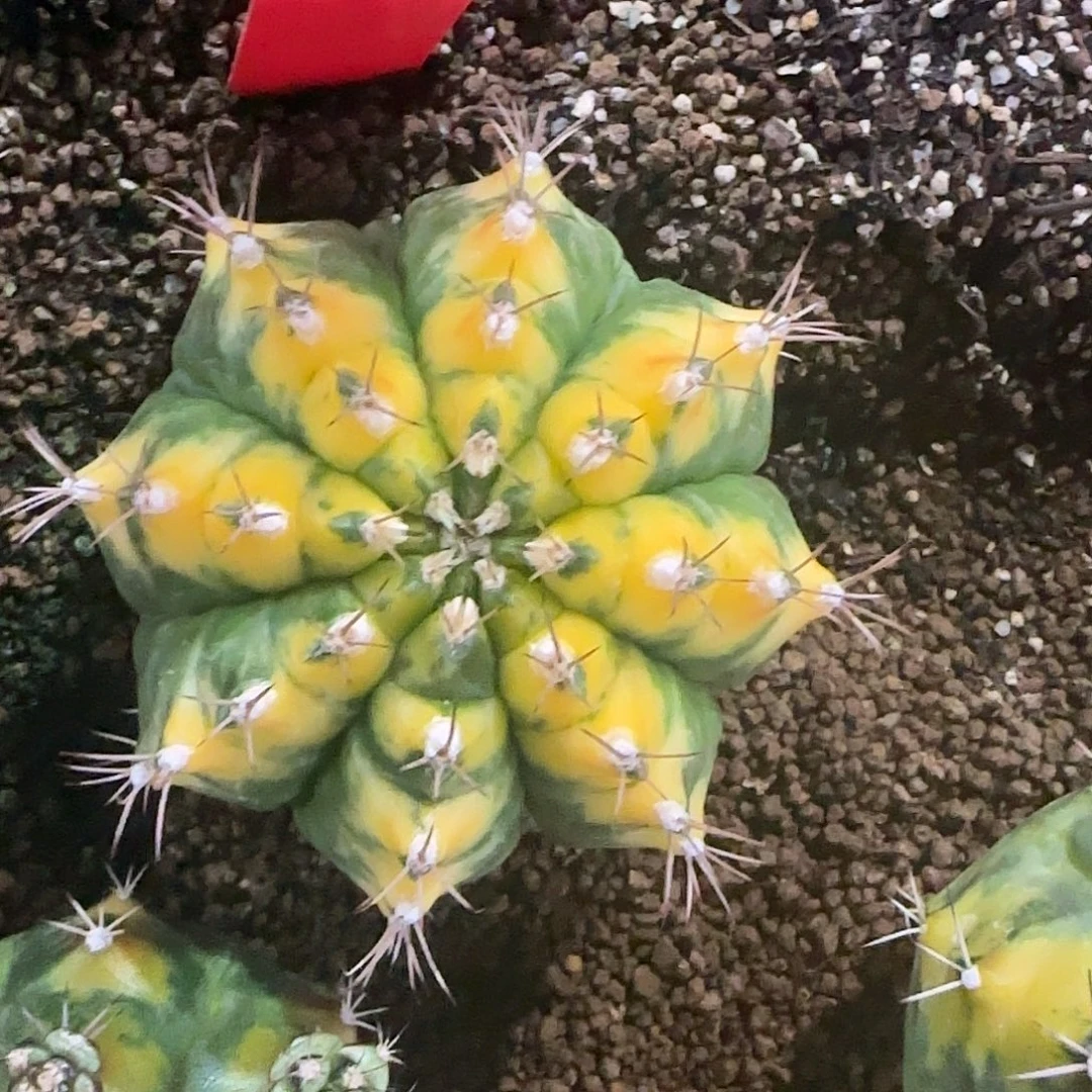 L721-1225泰国发货