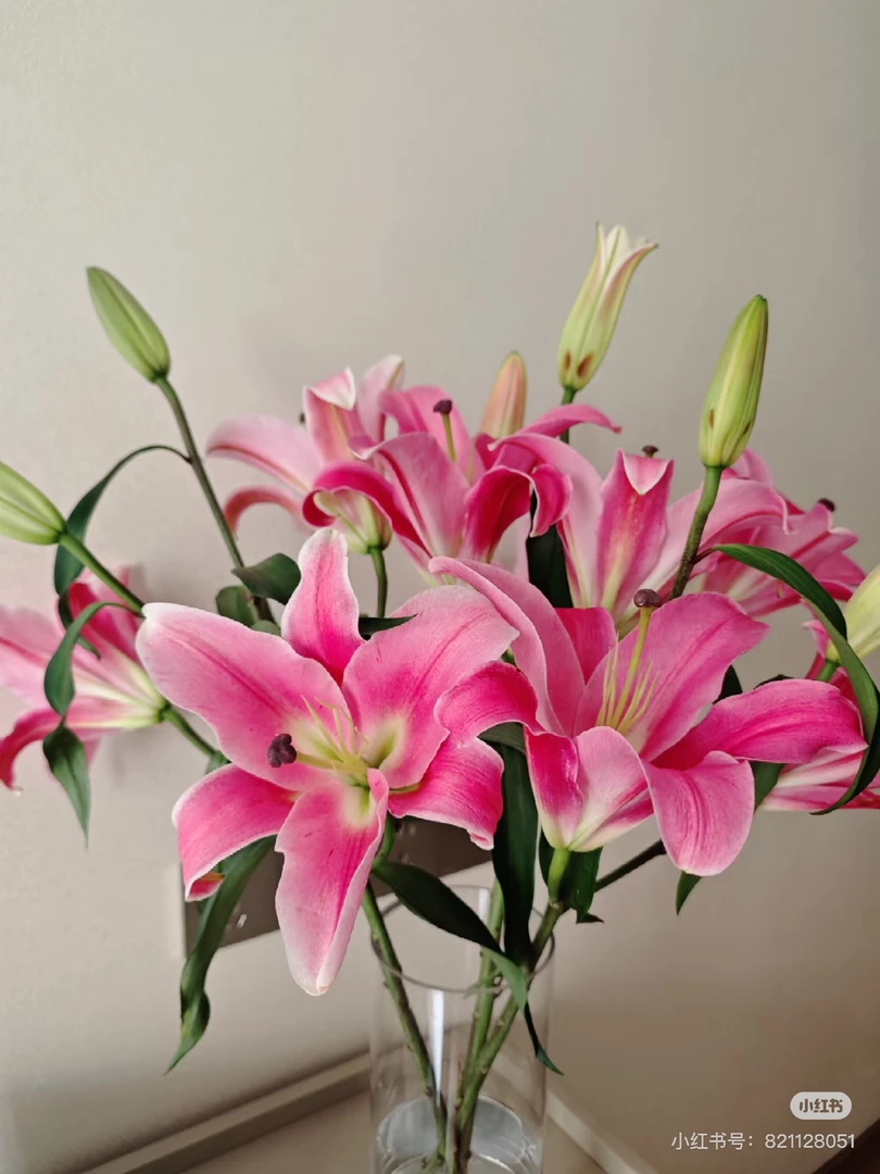 11号普拉分多百合单头，我要买我不售后