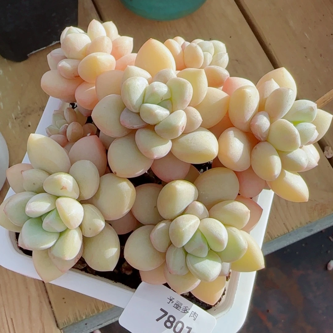 泡泡糖无砍，7801多肉植物