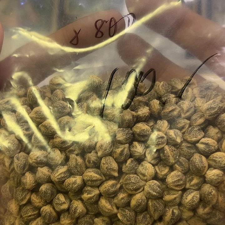 柳***风柏香籽/百香籽吊坠