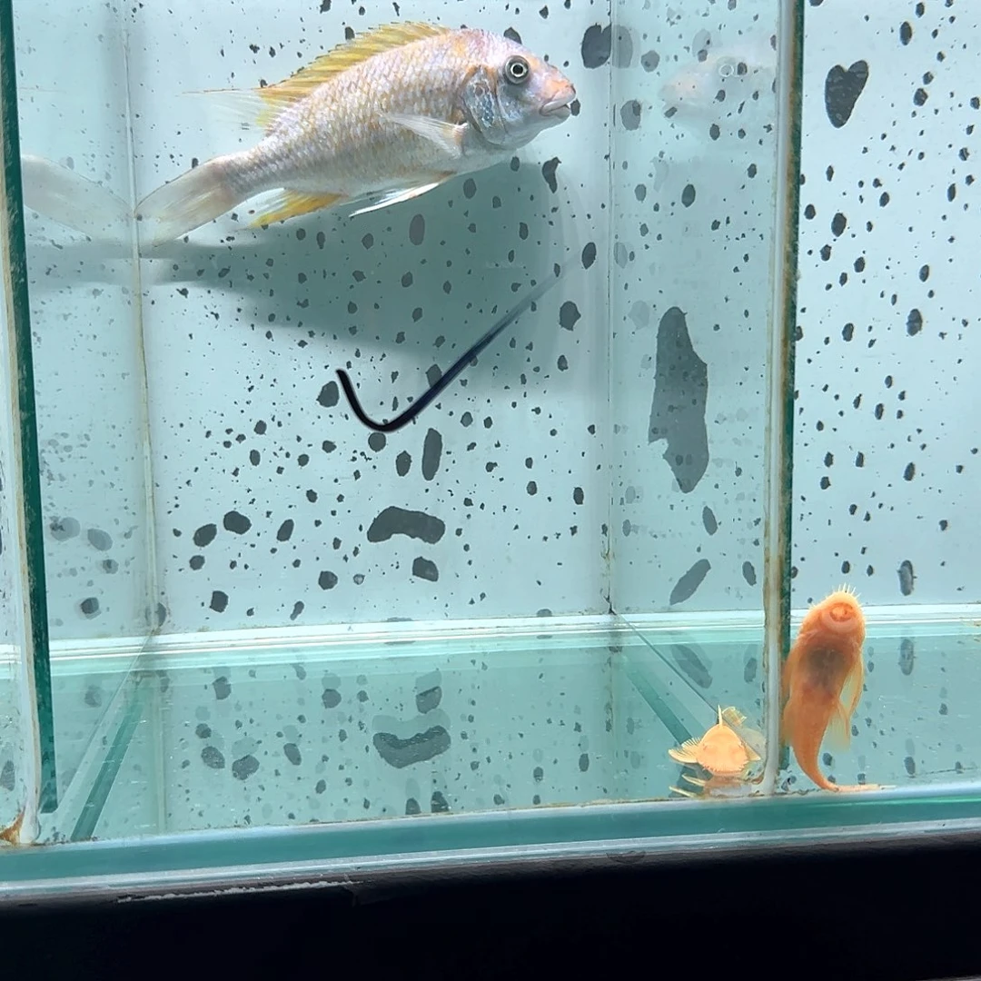 慈鲷优*1107号烟花龙王