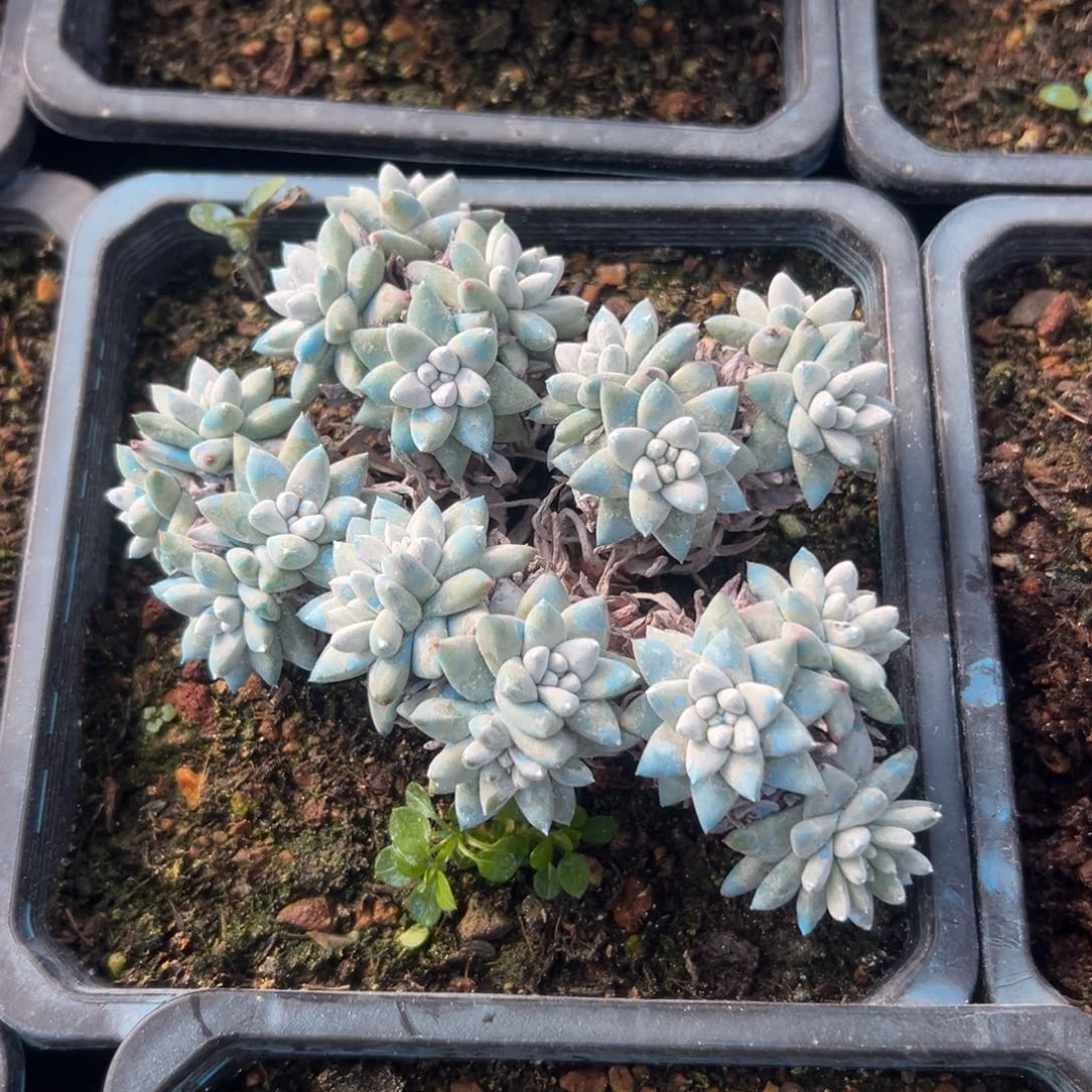 格诺玛白菊～一物一拍1795