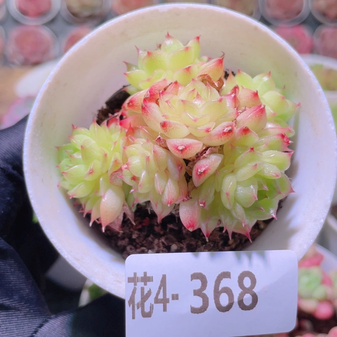 花利美4-368海王群