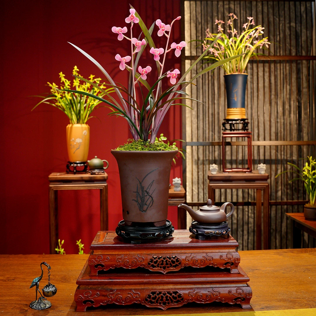 叶艺草铭品【红荷】名贵兰花 带宜兴紫砂盆 室内好养易活