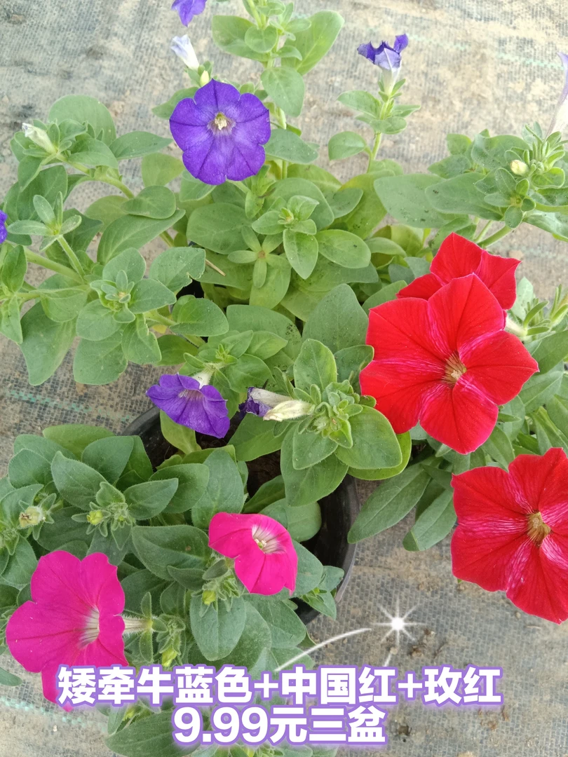 垂吊矮牵牛盆栽花苗阳台庭院四季观花植物带花苞发货
