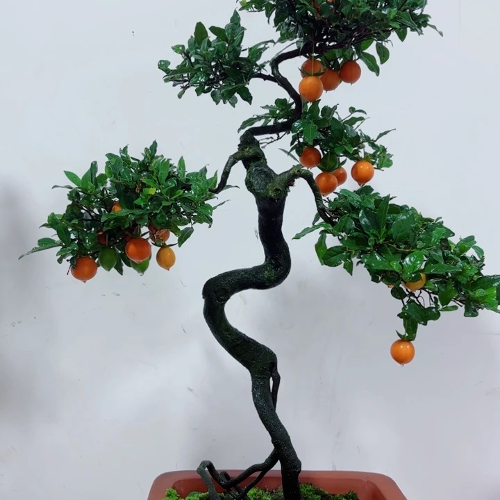 无花朵阿*哥金弹子盆景树