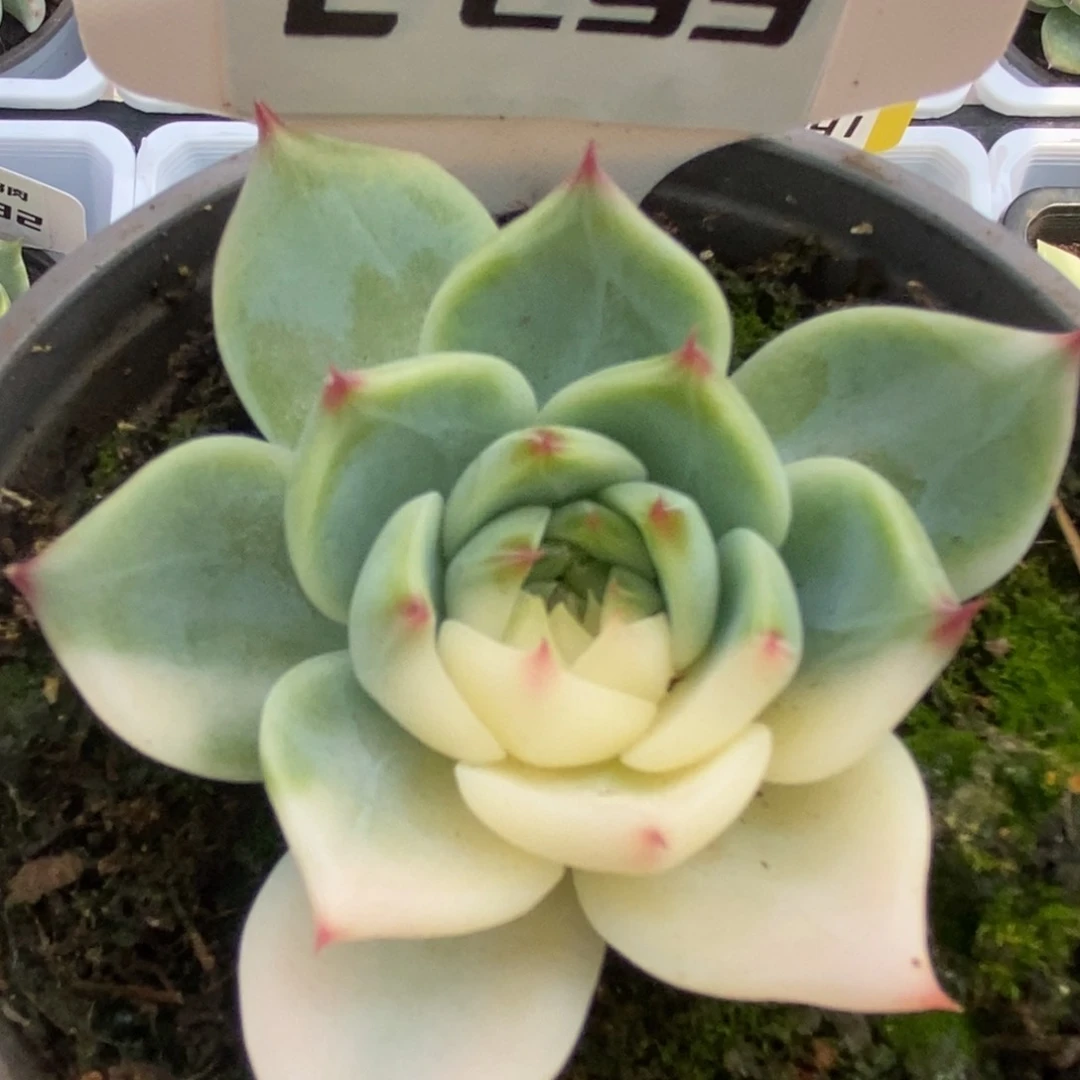 293哈哈哈哈哈哈恍恍惚惚