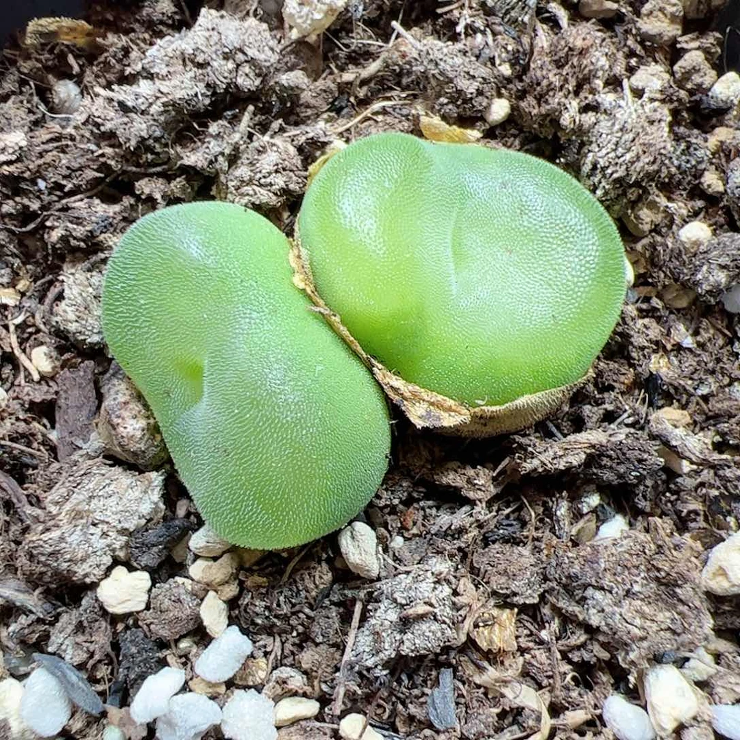 【闪购商品】170 水晶鞋