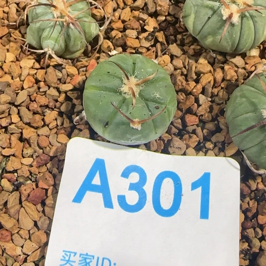 平丸 实生仙人球301