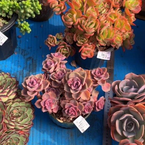 萌*达1193彩虹糖多肉