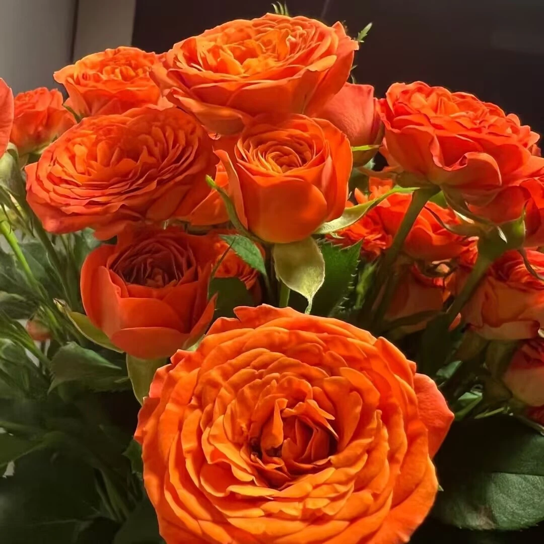 月季苗 【十棵装】 庭院阳台花园种植花卉耐寒耐晒易养护植物