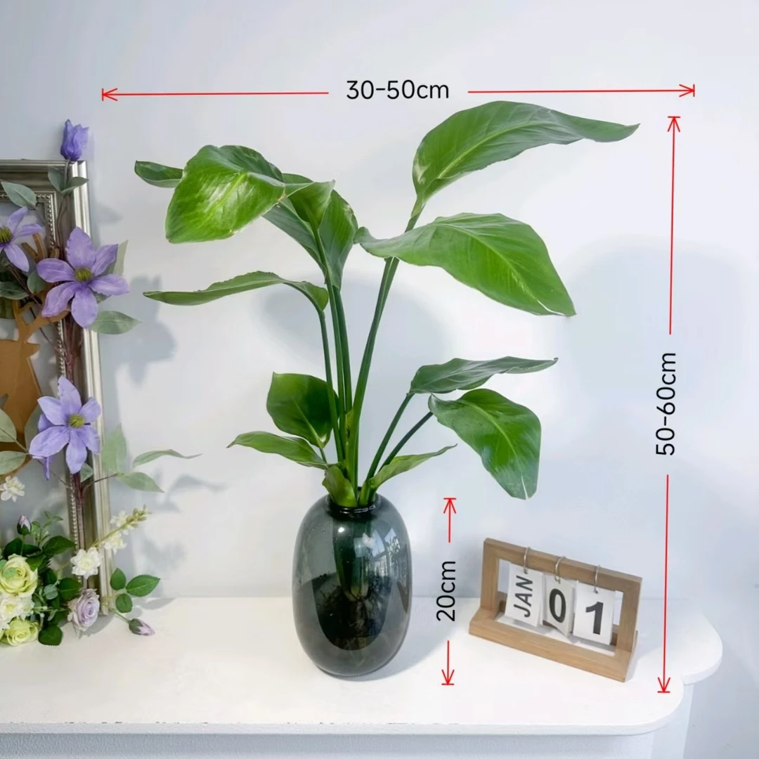 ZIGE/梓歌带大肚瓶水培天堂鸟净化空气桌面盆栽桌面盆栽50-60CM