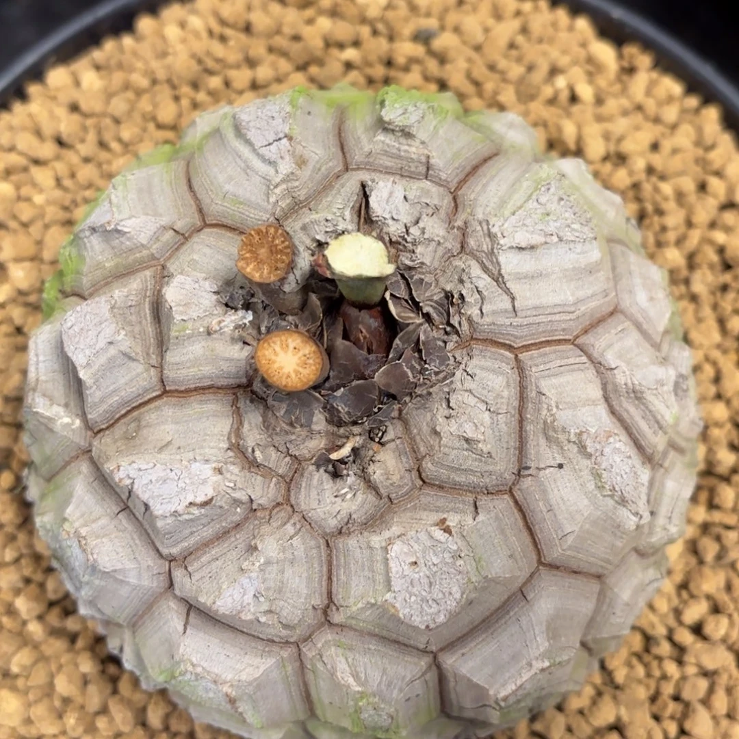 048精品龟甲龙不退不换