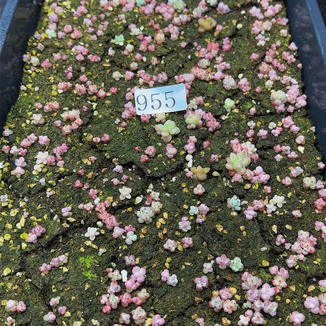 多肉植物多肉植物955