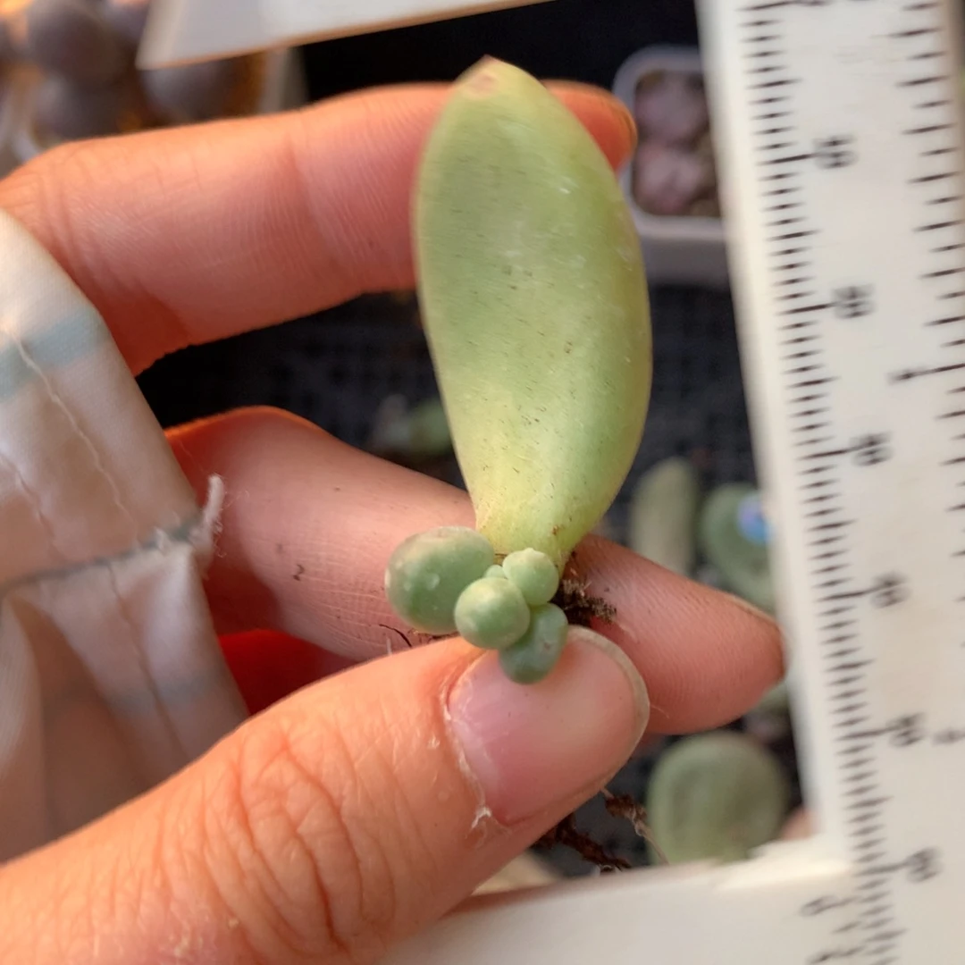 荷***)哈狗和高后给哈狗和小屁桃