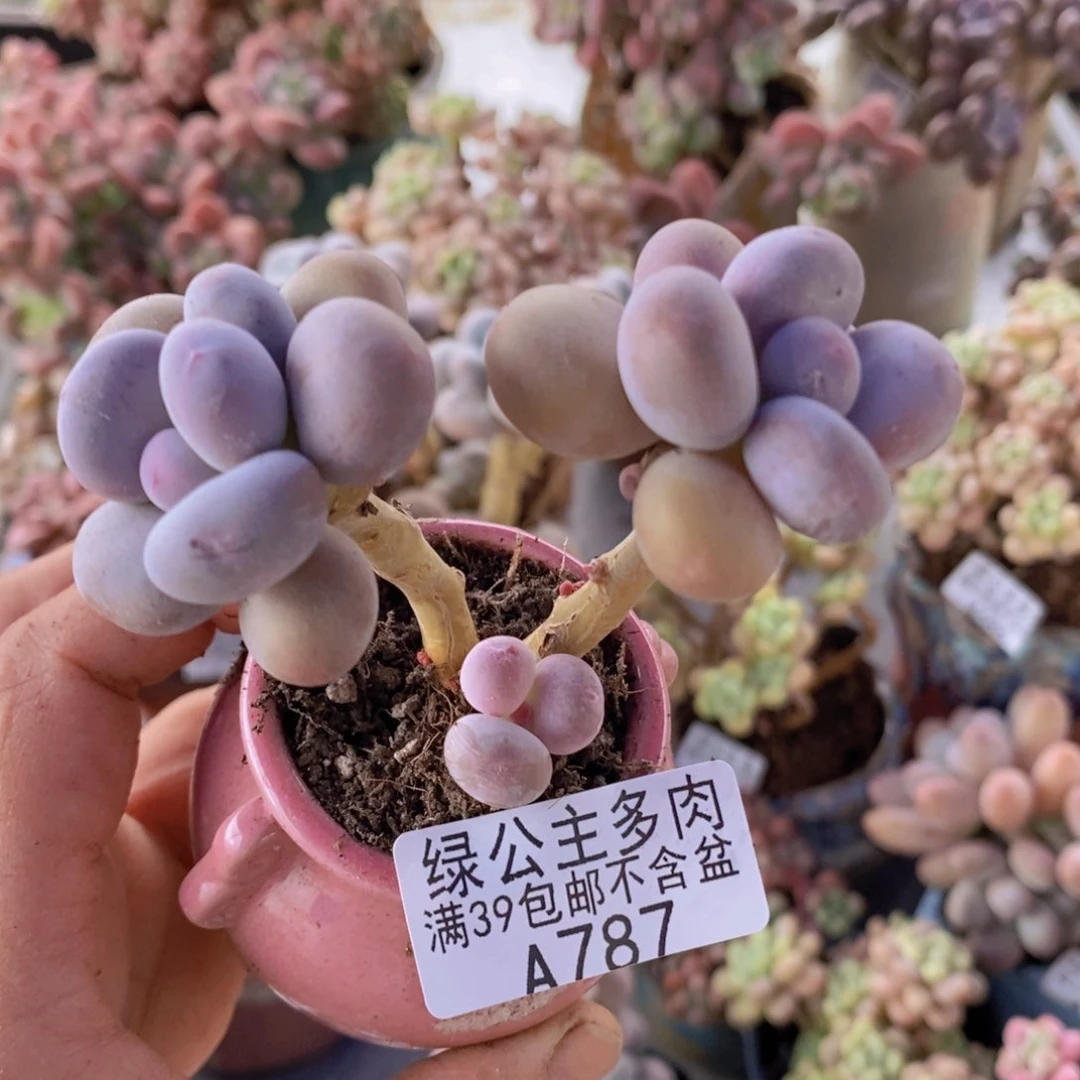 彩虹奶6cm787多肉植物