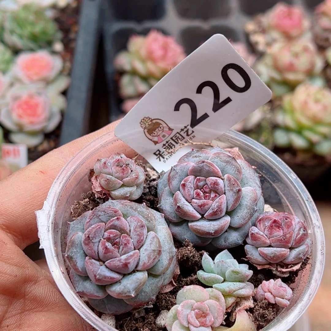 多肉植物多肉植物