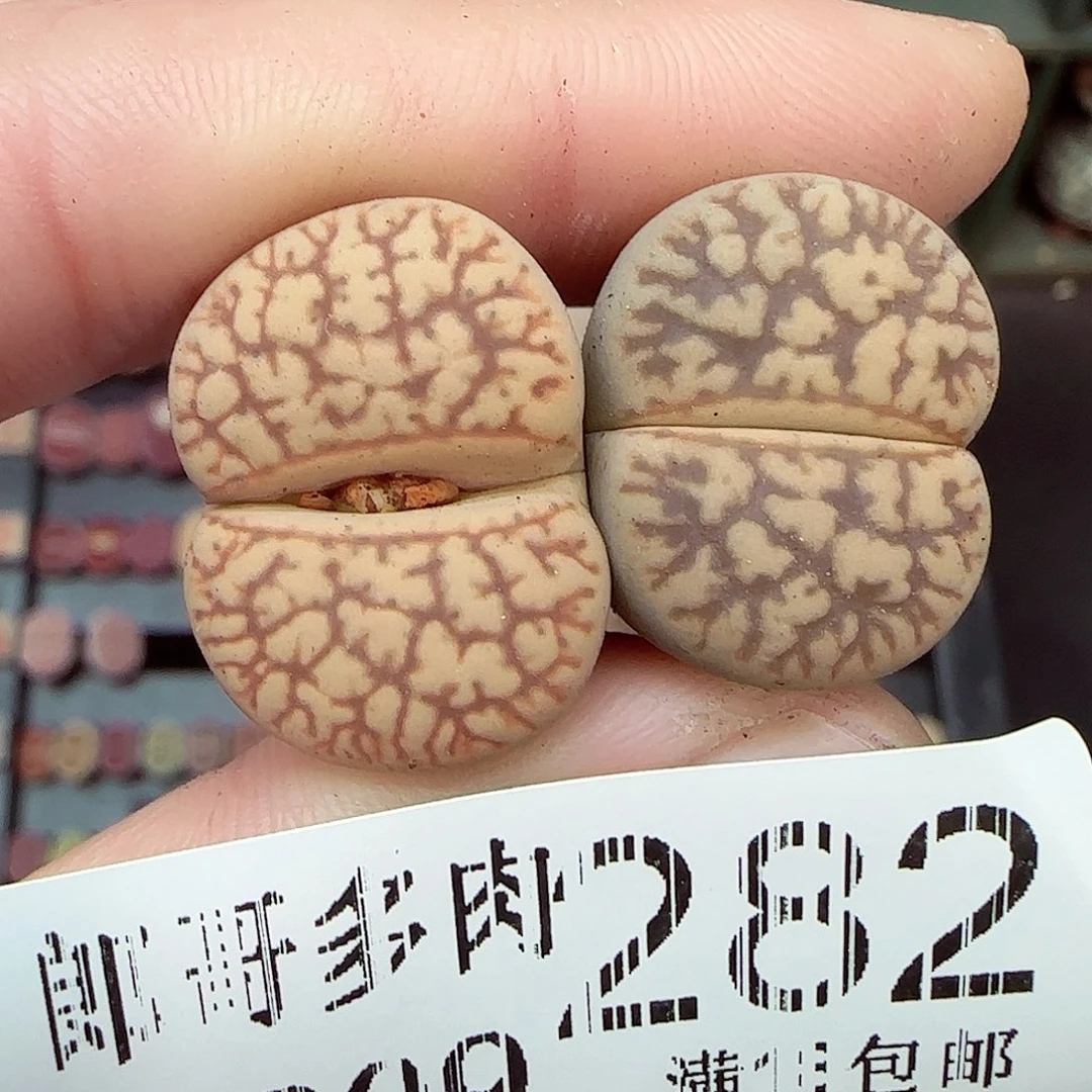 满满18包邮1209-282