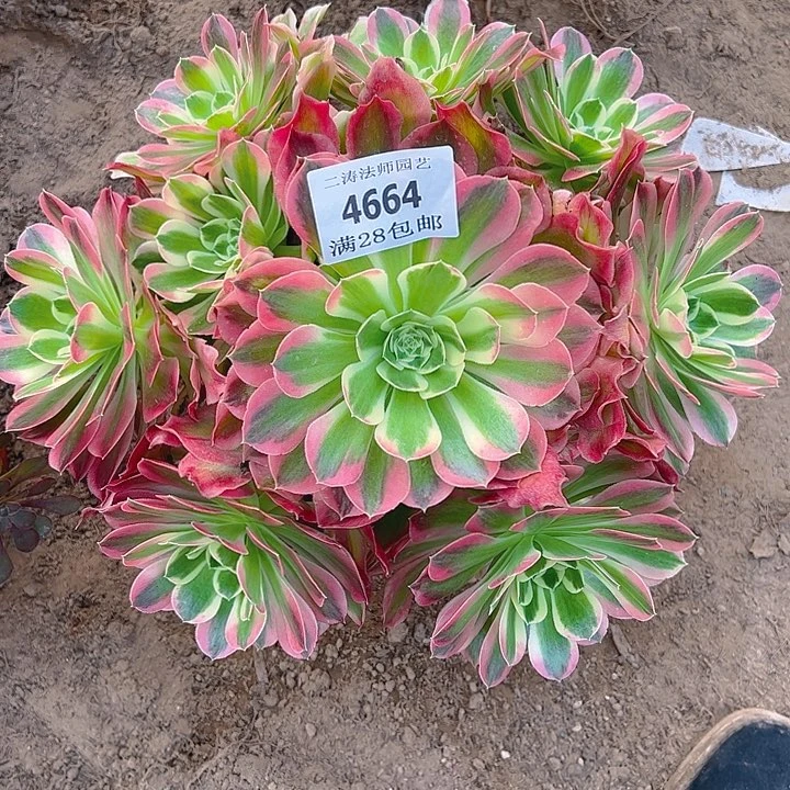 4664白凤多肉植物2号