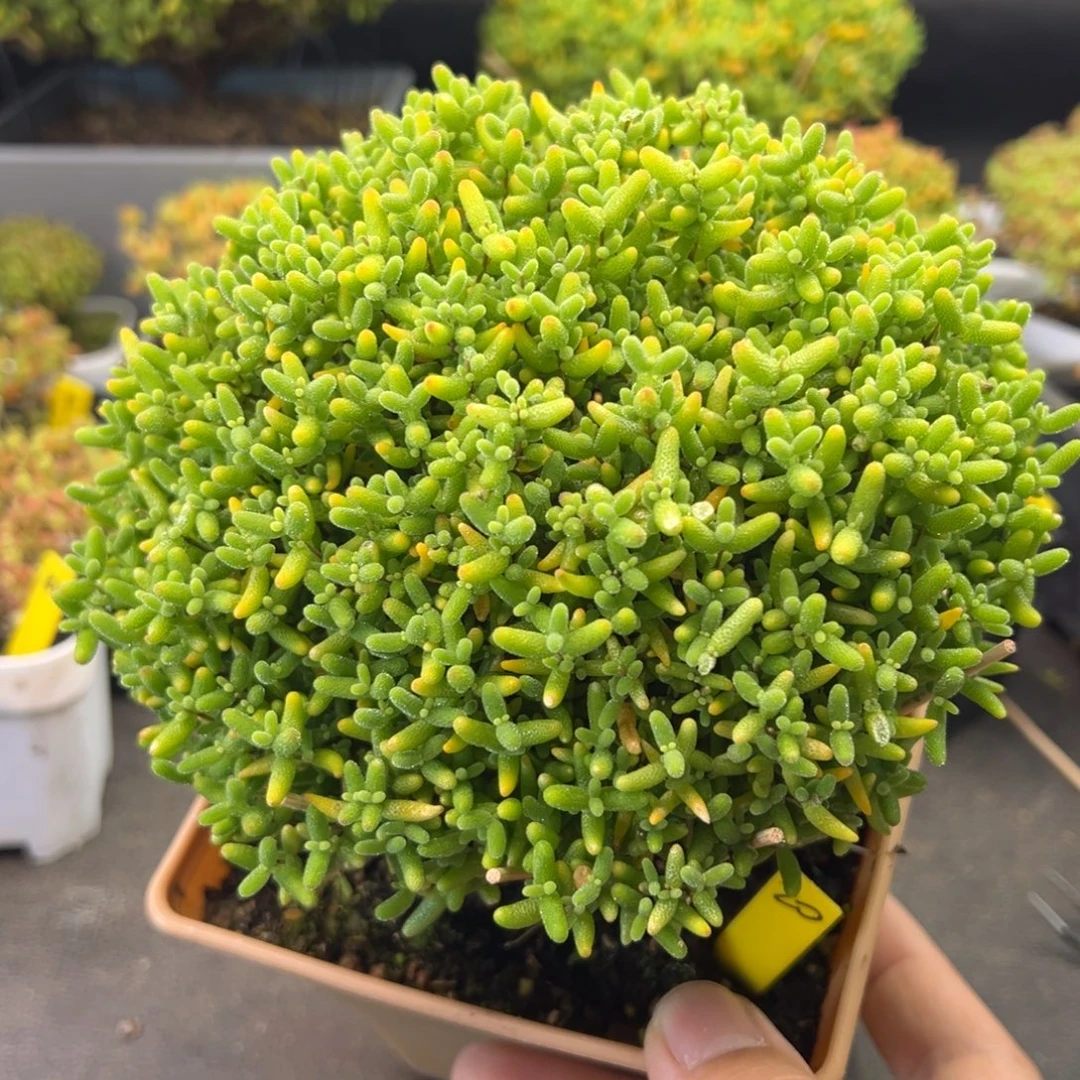 蜜橘糖球20号冠服15cm左右