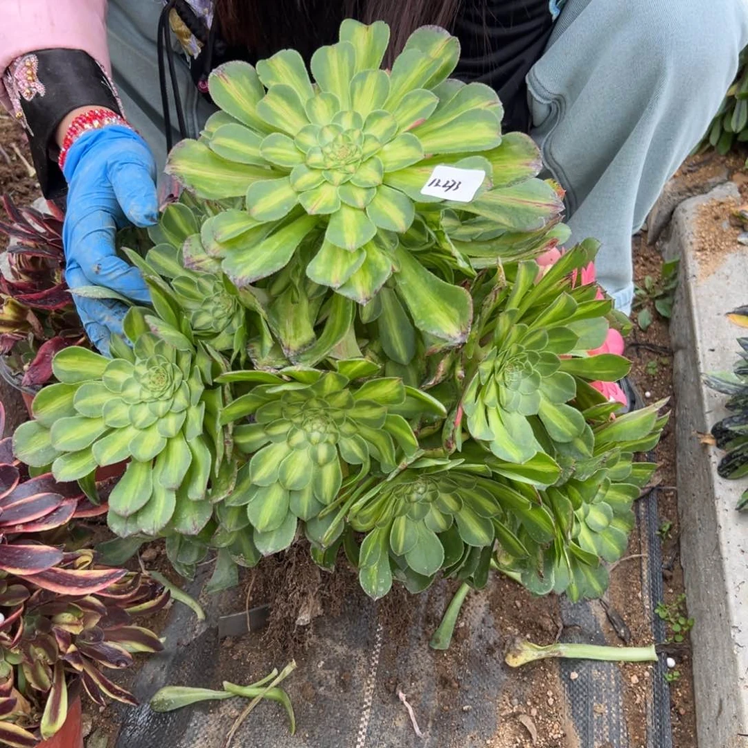 275知否卸崽多肉一