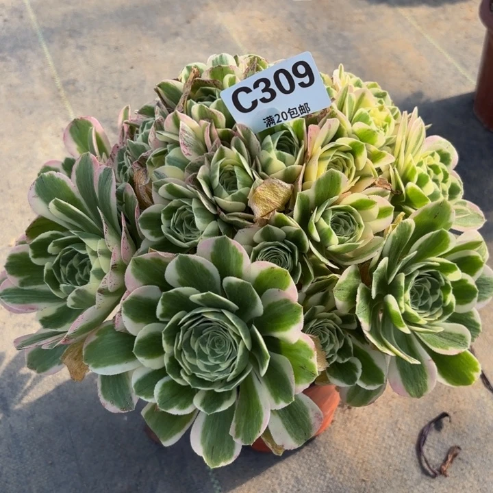瑞妈多肉植物是309