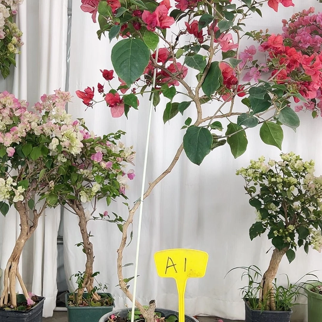 落***子大部分花苞少量开放A1不甜西瓜