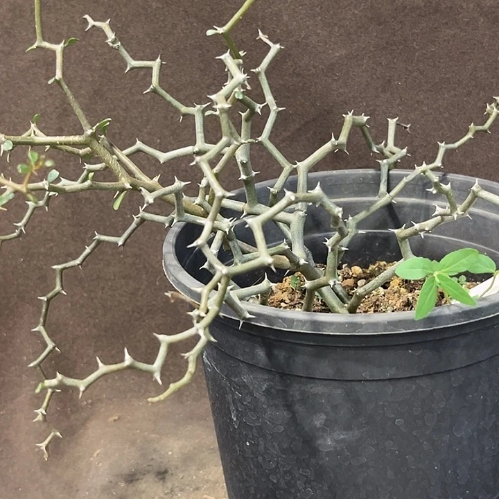 用***9潮流植物潮流植物