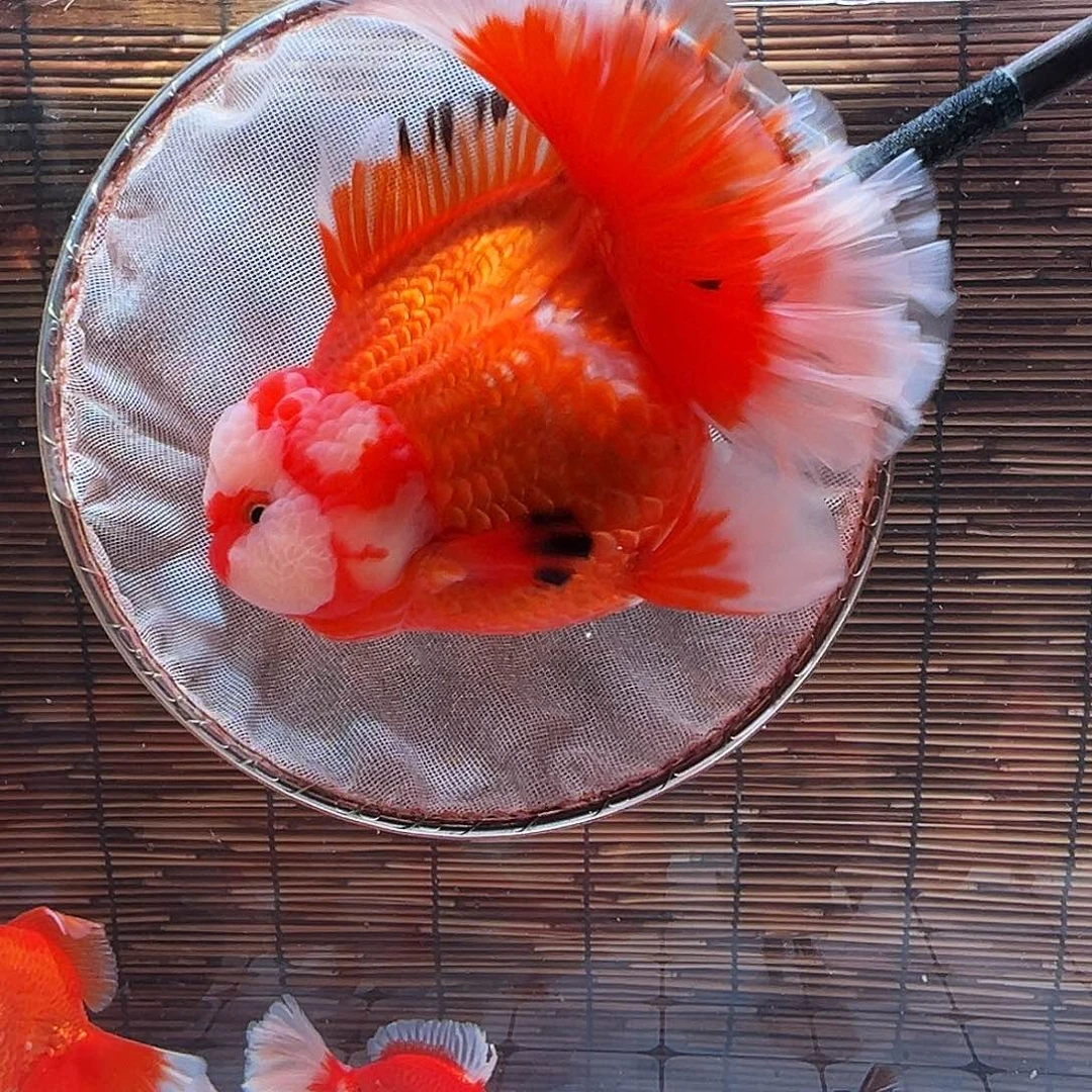 金鱼百褶泰狮冷水金鱼