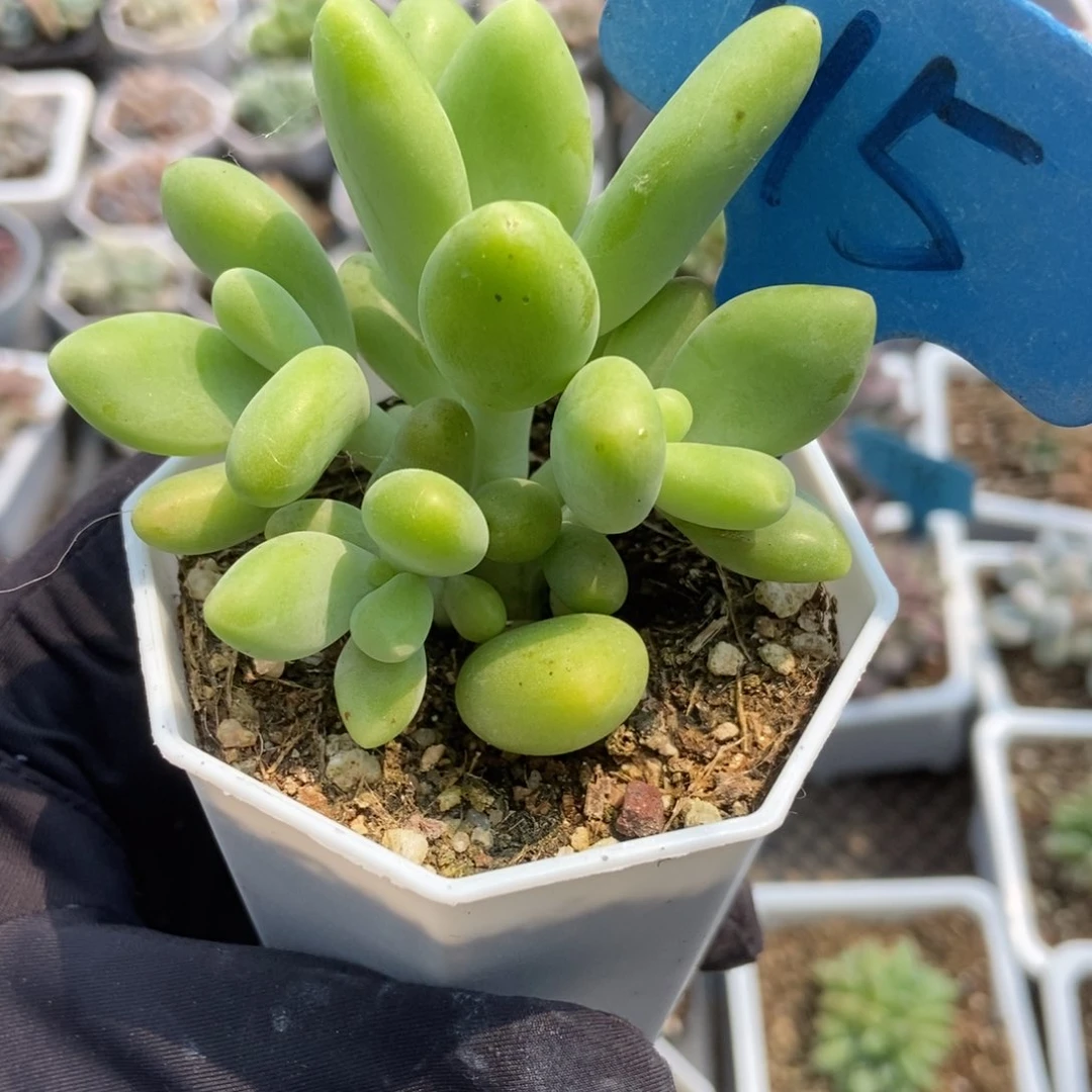 5芒果奶多肉植物保护