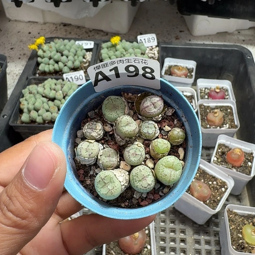 198多肉植物多肉植物
