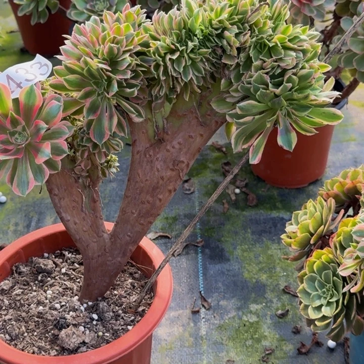 0000000000433女郎缀