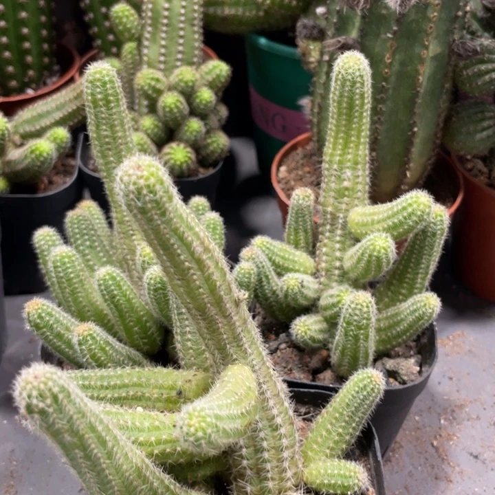 新品进口白檀粉羽毛自根一杯