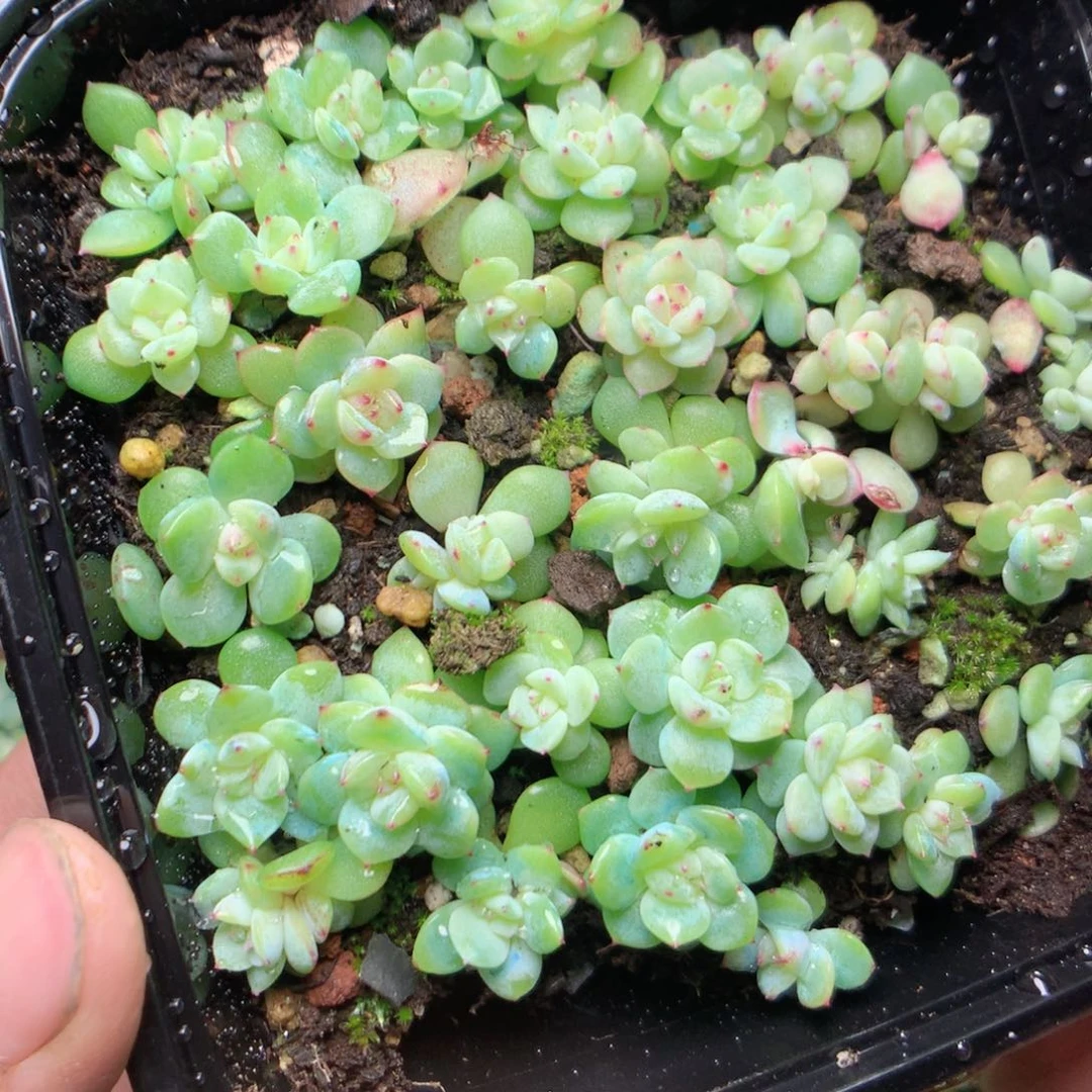 无花朵D141寒绯yyyyyy