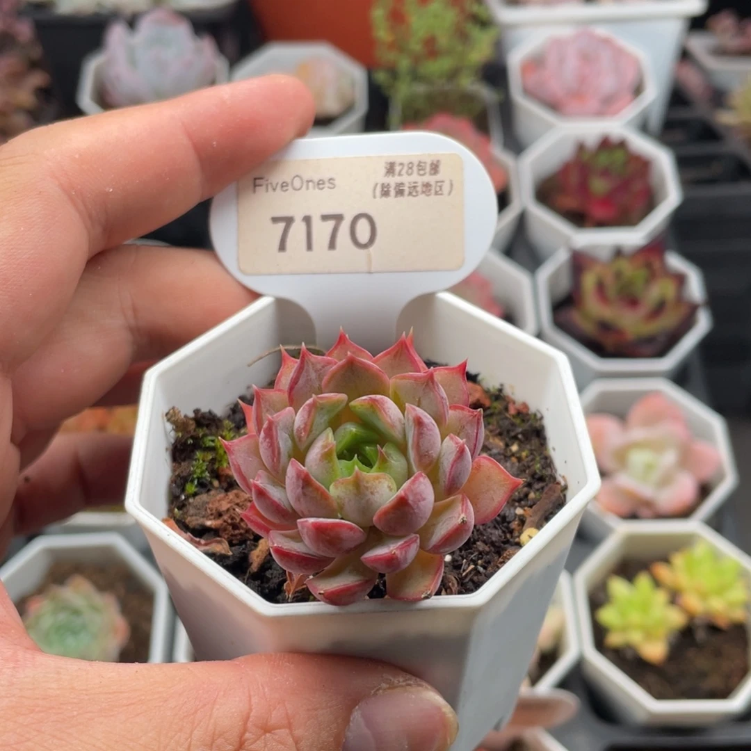 不知名7170-4厘米