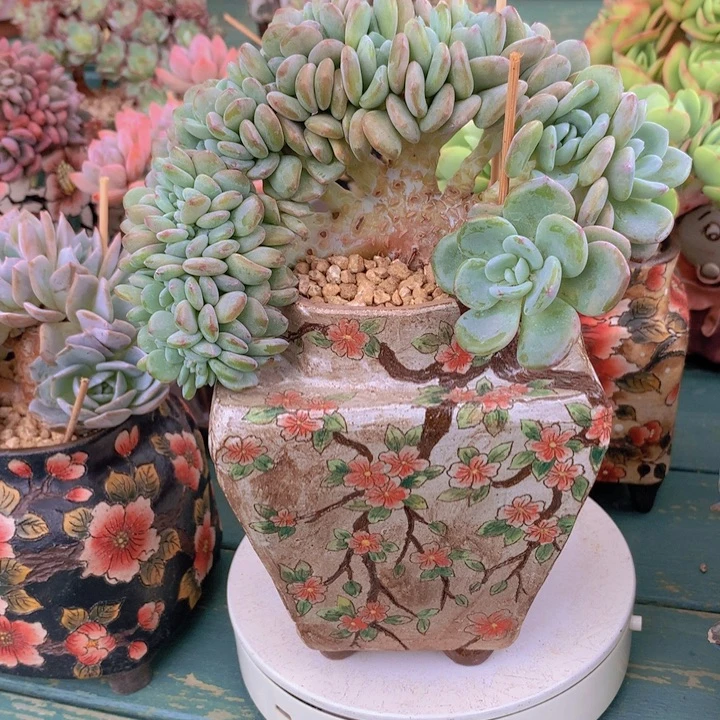 香雪海朵朵无砍自然群老桩