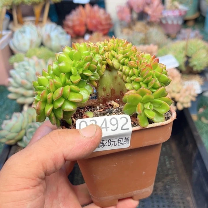 幸运的是我的朋友