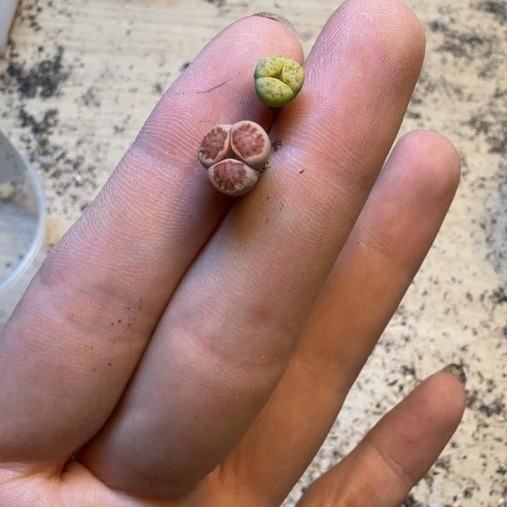 又***技多肉植物的生长发育59