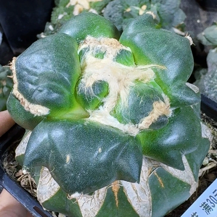 无花朵福利苗接蛋尤三叉367