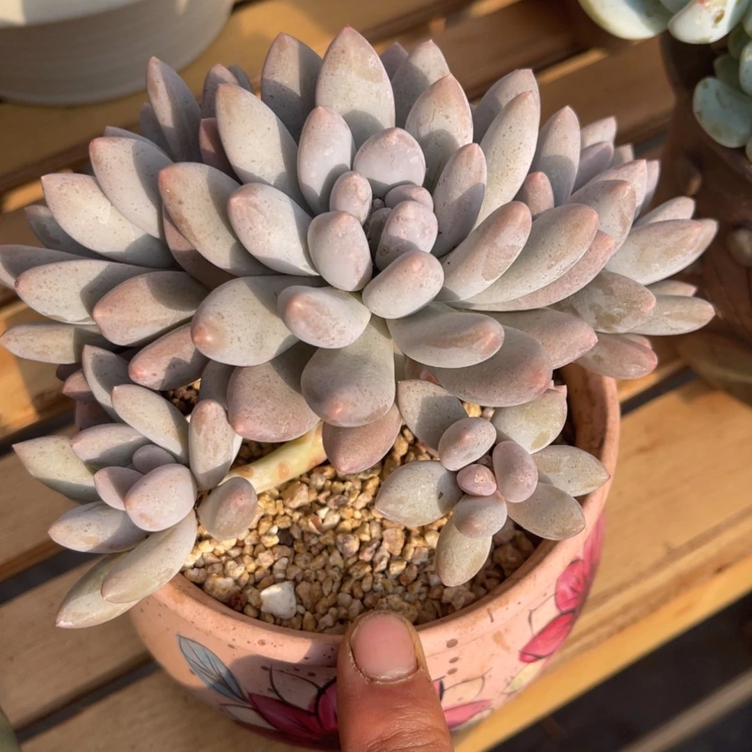 流****烟3737373838383883